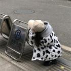 Stand-collar Cow Print Padded Coat Black + White - One Size