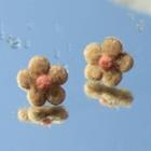 Flower Felt Earring 1 Pair - C-134 - Brown - One Size