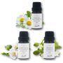 Aster Aroma - 3% Essential Oil In Organic Jojoba Oil 10ml - 3 Types