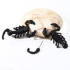 Alloy Scorpion Through & Through Earring Black - One Size