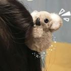 Koala Hair Clip