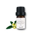 Aster Aroma - 100% Pure Absolute Oil Osmanthus Fragrans 5ml