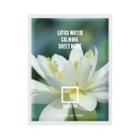 Rovectin - Clean Lotus Water Calming Sheet Mask 25ml X 1 Pc