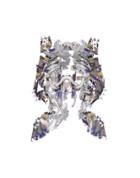 Wonder Anatomie Tops